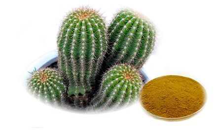Hoodia gordoni กับ Reduslim