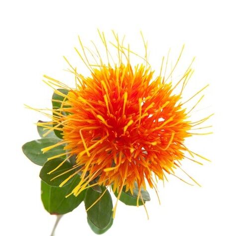 Wild Saffron ใน Reduslim