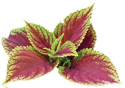 coleus forskolia เป็นส่วนหนึ่งของ Reduslim